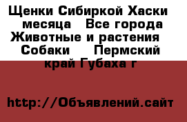 Щенки Сибиркой Хаски 2 месяца - Все города Животные и растения » Собаки   . Пермский край,Губаха г.